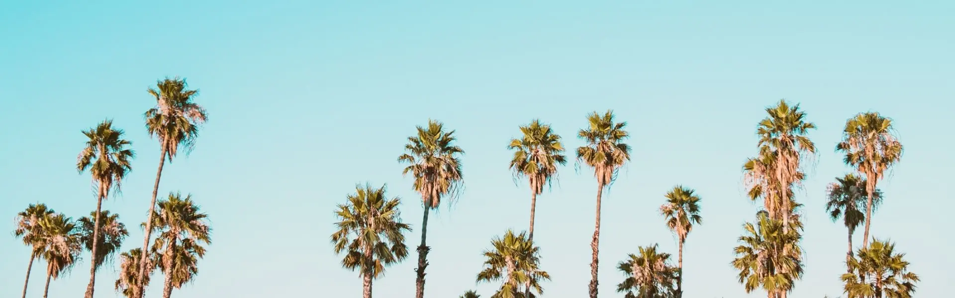 A line of palm trees on a blue sky - Corey Agopian via Unsplash